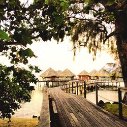 View of trees in water