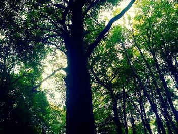 Low angle view of trees in forest