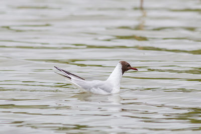 View of duck swimming in lake