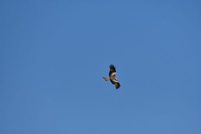 Low angle view of bird flying against clear blue sky