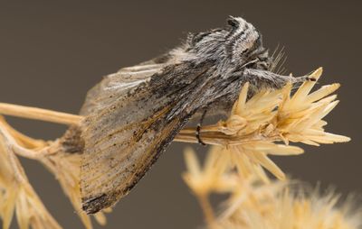 Close-up of wheat against blurred background