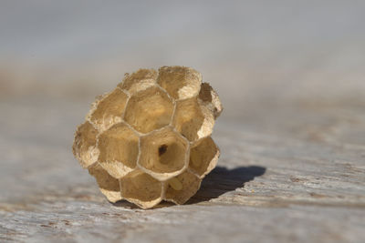 Close-up of a ball on a land