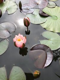 Lotus water lily in lake