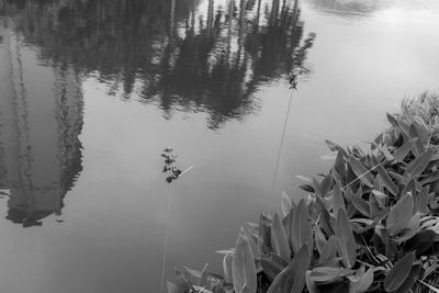 Reflection of plants in lake