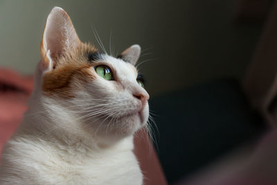 Close-up of cat looking away