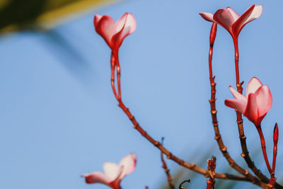 Low angle view of red flowering plant