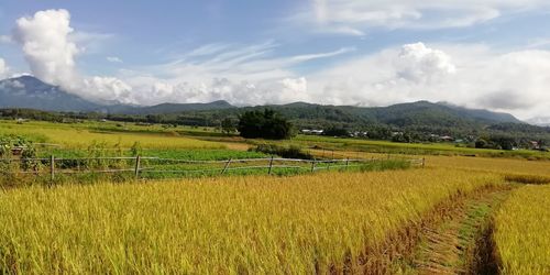 Scenic view of agricultural field against sky