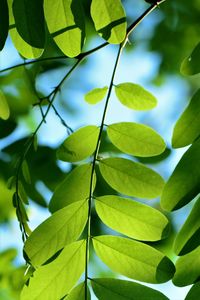 Low angle view of leaves on tree