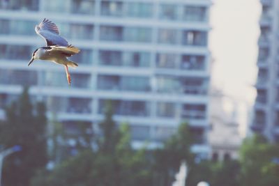 Close-up of bird flying against blurred background