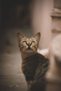 Close-up portrait of a cat