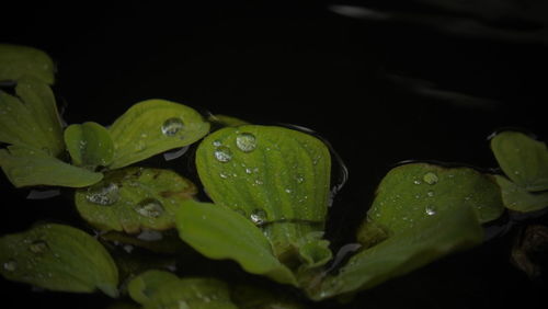 Close-up of water drops on leaves