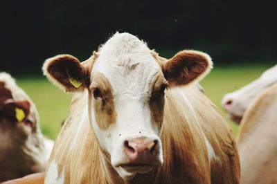 Close-up of cow