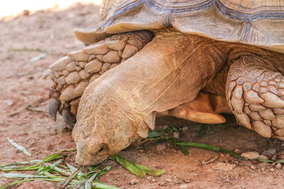 Close-up of a lizard on field
