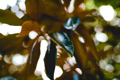 Low angle view of flower tree