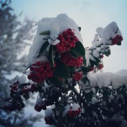 Close-up of snow on flowers against sky