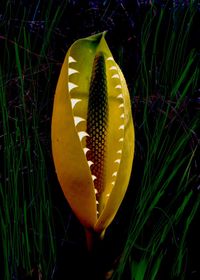 Close-up of yellow rose on field
