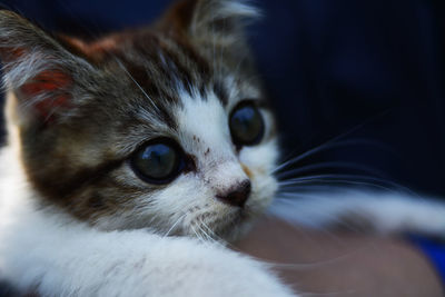 Close-up portrait of cat