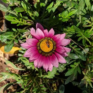 Close-up of pink flower