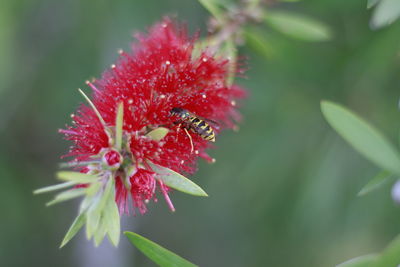 Close-up of red flower