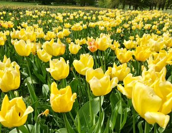 Close-up of yellow tulips in field