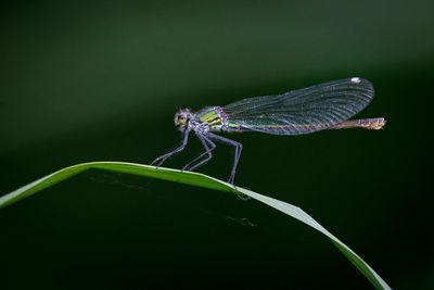 Dragonfly on a leaf