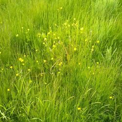 Trees growing on grassy field