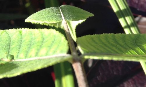 Close-up of fresh green leaf