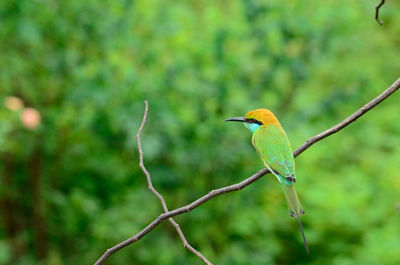 Close-up of bird perching on branch