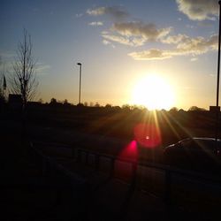 Sun shining through trees