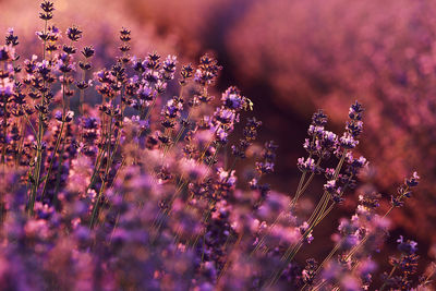 Close-up of purple flowering plants on field