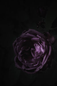 Close-up of rose over black background