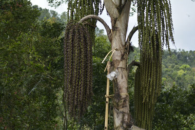 Low angle view of trees growing in forest