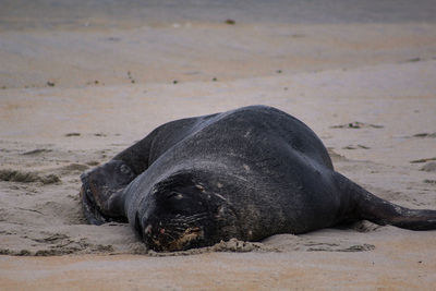 View of a horse on the beach