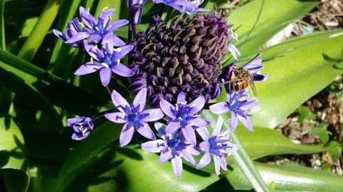 Close-up of insect on purple flowering plant