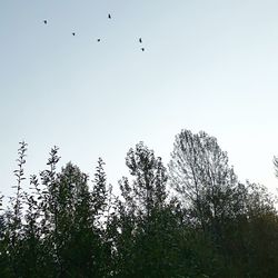 Low angle view of birds flying in the sky