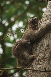 Sloth climbing a tree with her baby in costa rica