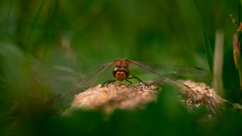 Close-up of insect on plant