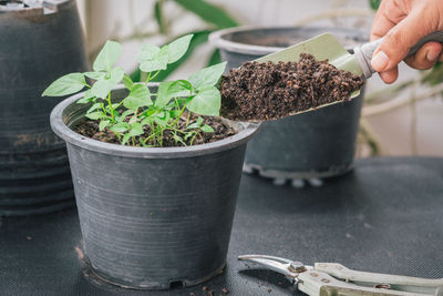 Close-up of hand holding potted plant