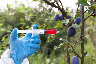 Cropped hand injecting chemical fruit