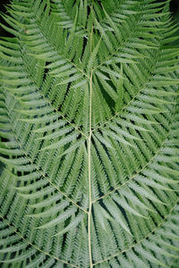 Full frame shot of fern leaves