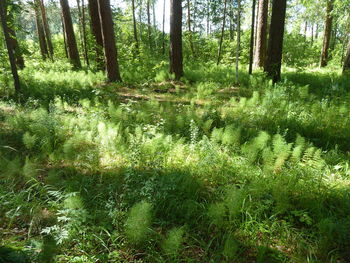 Scenic view of forest