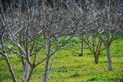 Close-up of bare tree in forest