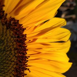 Close-up of yellow sunflower flower