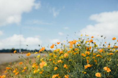 Close-up of yellow flowering plants on field against sky