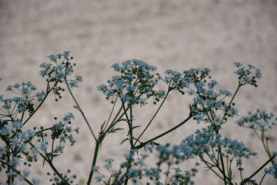 Close-up of flowering plant against cloudy sky