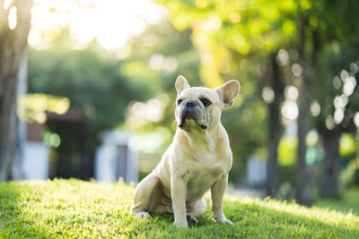 View of a dog on field