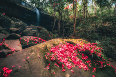 Pink flowers on tree