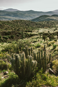 High angle view of trees on landscape