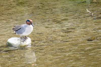 Seagull perching on a lake