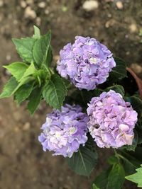 Close-up of purple flowering plant